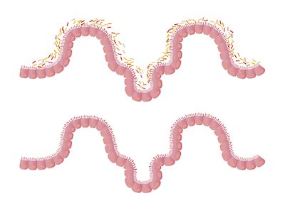 Cell&#160;Host&#160;Microbe：新研究揭示淀粉消化基因与肠道微生物的联系