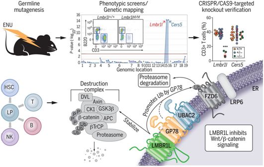 Science：揭示LMBR1L基因调节淋巴细胞生成机制