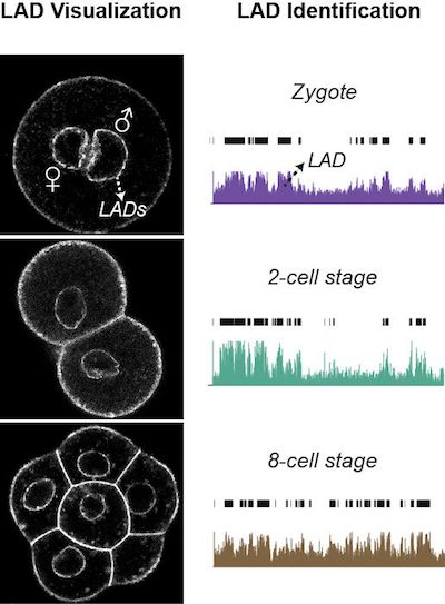 Nature：新研究揭示胚胎发育早期基因组的组装特征