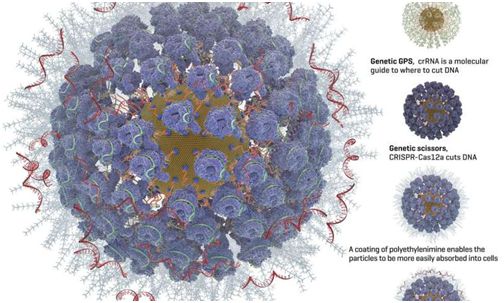 Nat&#160;Mater：金纳米颗粒有望让基于CRISPR的基因疗法治疗HIV感染和血液疾病