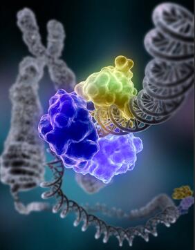 Nature：新型基因片段有望帮助开发抵御癌症和自身免疫性疾病的新型疗法