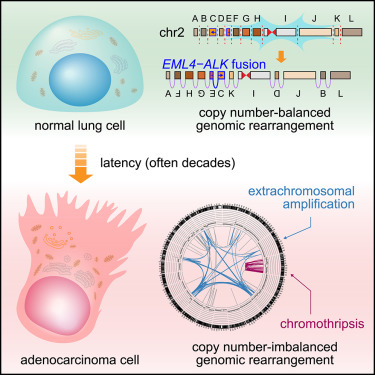 Cell：非吸烟肺腺癌的基因组重排早在癌症确诊前30年就已存在