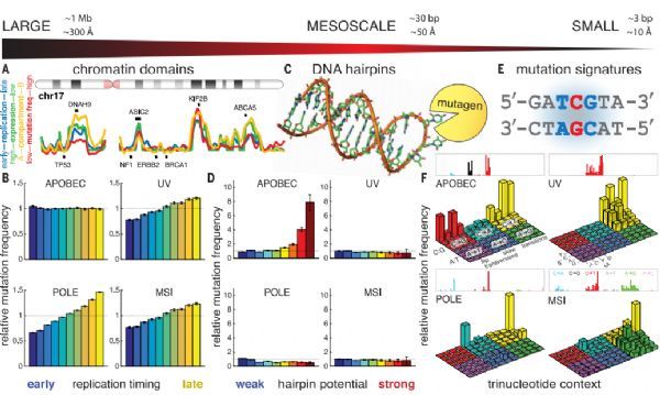 Science：打破传统！癌症基因组中的突变“热点”不一定会推动癌症的生长！