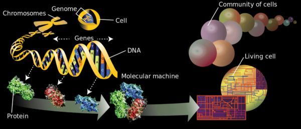 Science深度解读：隐藏的基因控制层影响着从癌症到记忆的一切