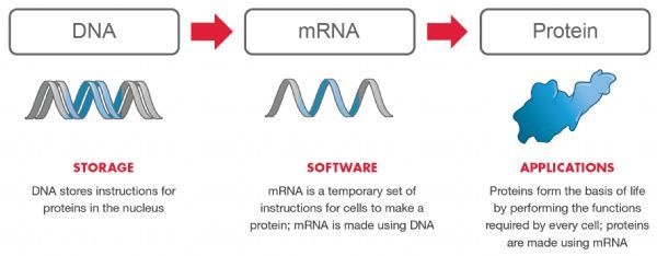 寨卡病毒疫苗！Moderna公司基因疫苗mRNA-1893获美国FDA授予快速通道资格