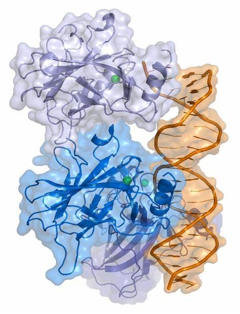 Science：癌基因的另类用途——帮助鹿角生长！