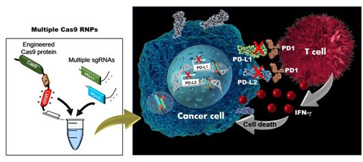 Biomaterials：开发出一种无载体的多重基因编辑系统，可用于抗癌免疫疗法