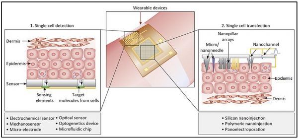 可穿戴生物芯片在单细胞传感和基因转染中的应用
