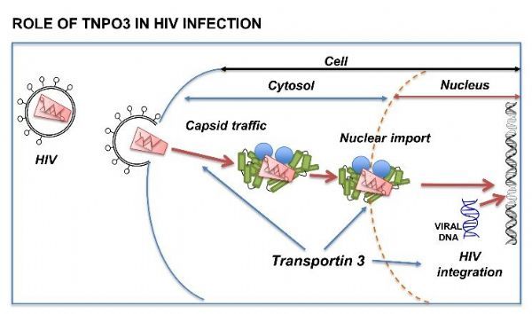 PLoS&#160;Pathog：人类的福音！这个基因突变可以防止HIV感染