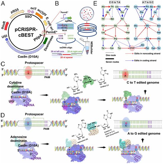 PNAS：开发出在基因编辑时阻止基因组不稳定的CRISPR-BEST技术