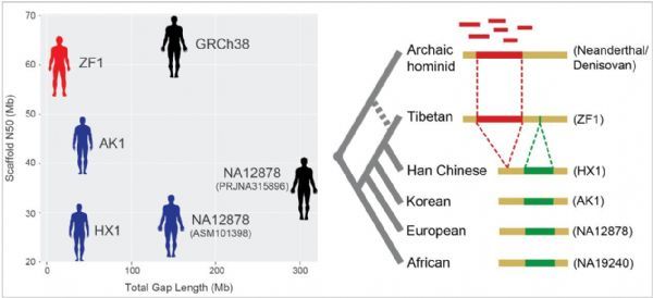 研究发现藏族人群三代测序高质量参考基因组并解析全基因组结构变异