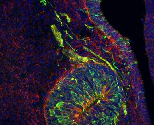 Development：科学家鉴别出促进机体发育至青春期的关键基因