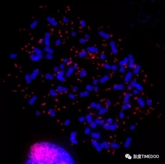 Nature重大发现：癌基因竟不在染色体上？第一作者吴思涵亲身解读！